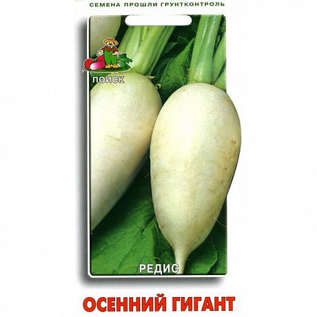 Редис Осенний гигант фото Редис Осенний гигант 