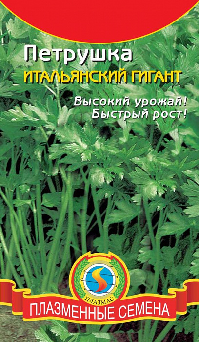 Петрушка Итальянский гигант фото Петрушка Итальянский гигант 